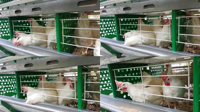 鸡舍中有槽的笼子里的白色鸡