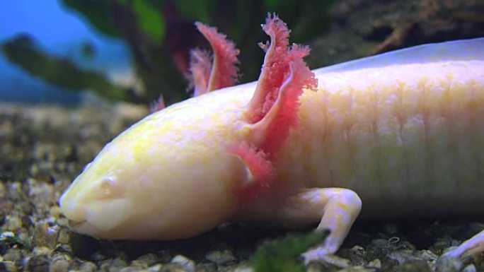 钝口螈，墨西哥蝾螈 (Ambystoma Mexicanum) 或墨西哥步行鱼，实时，