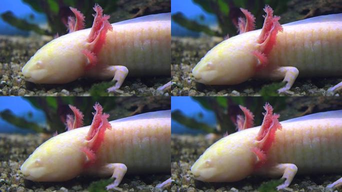 钝口螈，墨西哥蝾螈 (Ambystoma Mexicanum) 或墨西哥步行鱼，实时，