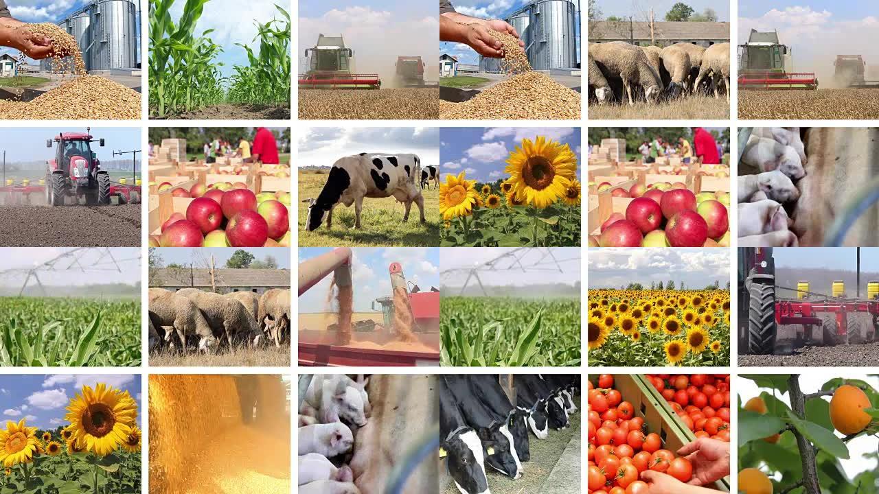 农业-粮食生产拼贴