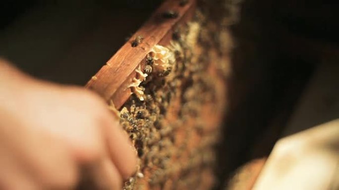 养蜂人检查蜜蜂如何在蜂箱木架中准备蜂蜜工作蜡蜂窝拉出