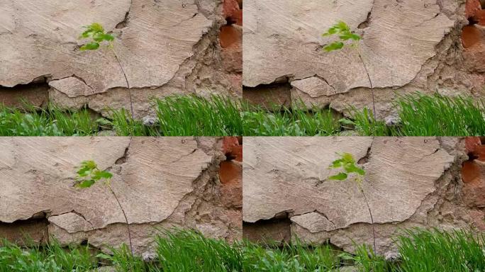 在老化的石墙前生长的植物或小树和草
