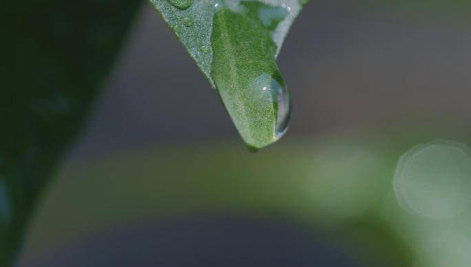 崇明岛雨后树叶水珠