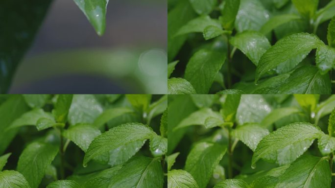 崇明岛雨后树叶水珠