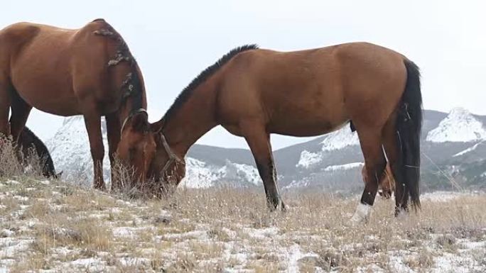 牧场上的雪中两匹马