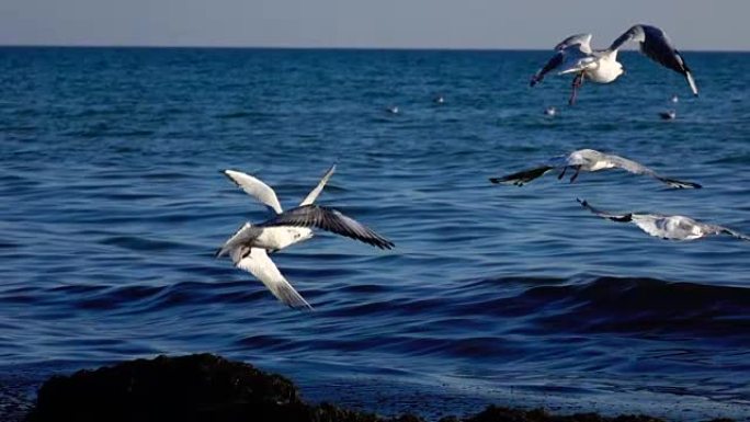 一群海鸥飞上天空，大扫除它们的翅膀。慢动作