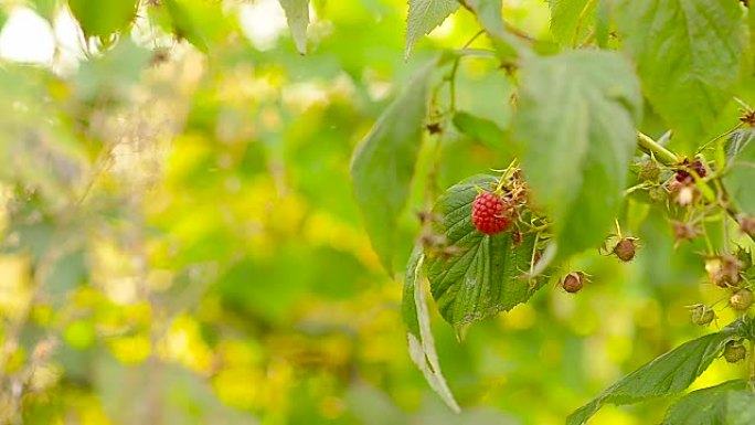 树莓在家庭花园的树枝上，收获成熟的红树莓。