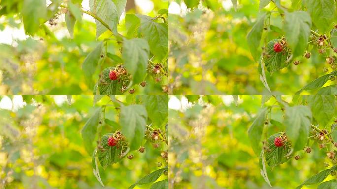 树莓在家庭花园的树枝上，收获成熟的红树莓。
