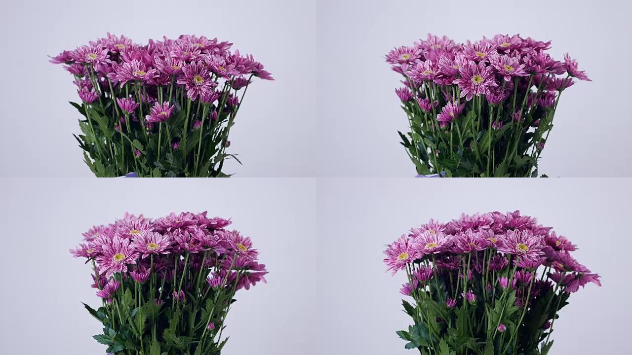 花朵，花束，白色背景上的旋转，花卉组成由紫色菊花saba组成