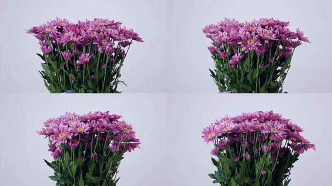 花朵，花束，白色背景上的旋转，花卉组成由紫色菊花saba组成