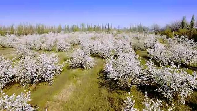 美丽的苹果树花园鸟瞰图