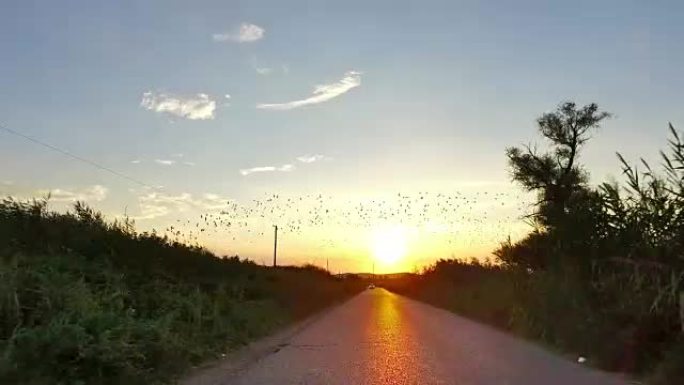 在乡村道路上驶向日落，许多鸟在天空中飞翔，自然系列，4k