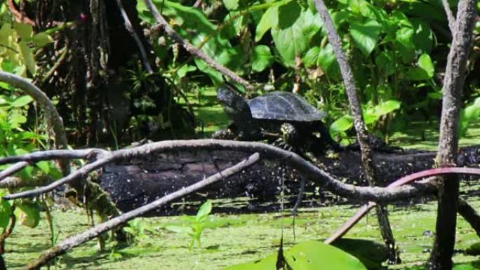 海龟坐在河里的木头上