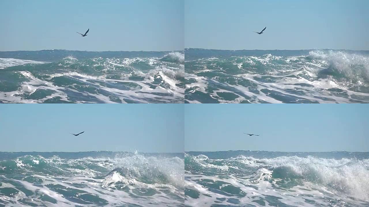 海洋鸟超级慢镜头展翅翱翔滔天巨浪