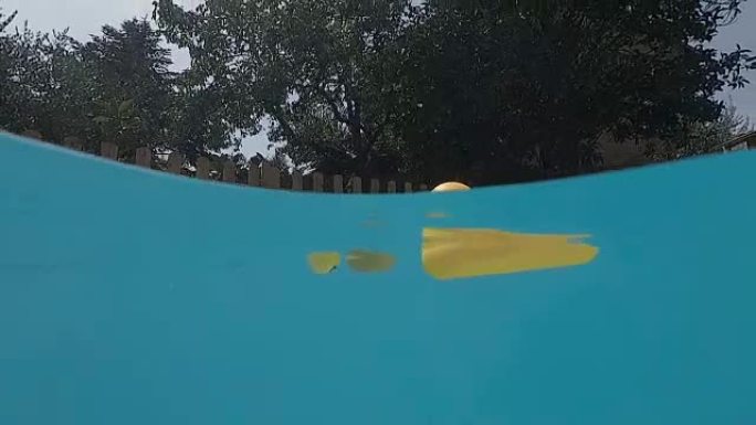 游泳池上的黄鸭