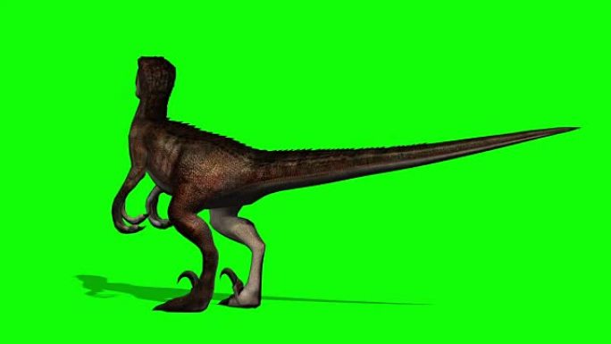 Velocarapor恐龙在运动-绿色屏幕