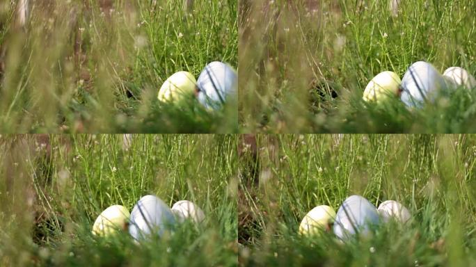 复活节早晨，复活节彩蛋的巢坐在阳光明媚的草地上