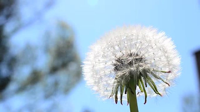 蒲公英逆天