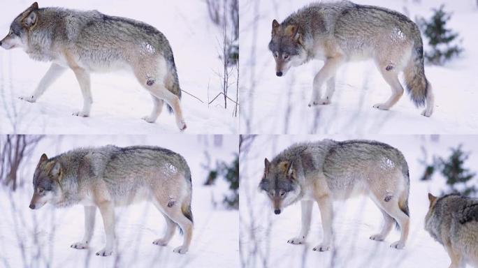 受伤的狼在雪地里一瘸一拐