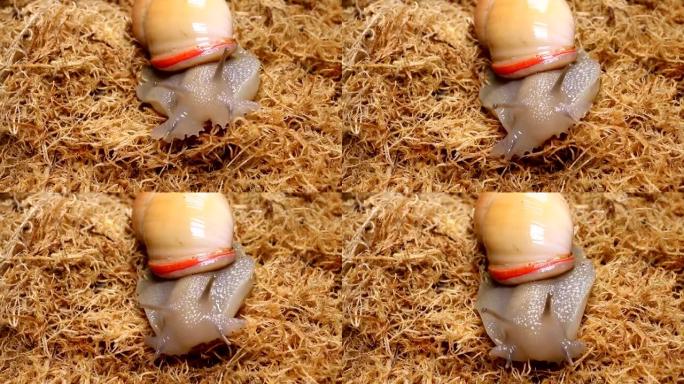 干泥炭藓上的美丽蜗牛。