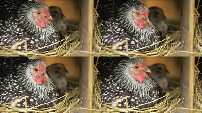 禁止普利茅斯岩石鸡坐在巢穴上