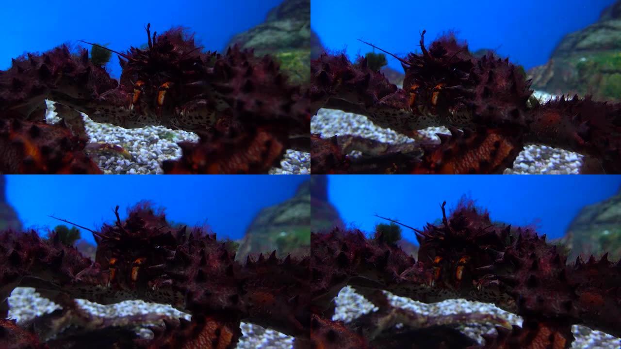 大吓人的螃蟹在水下爬行全高清特写视频