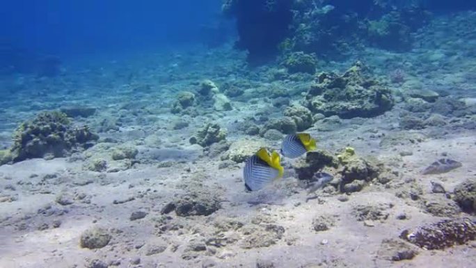 蝴蝶鱼海鱼海下游动