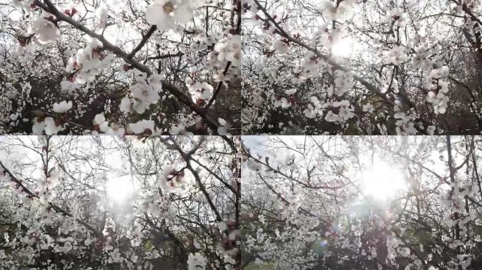 日落时盛开的树。春天公园树上的白花。春天花园