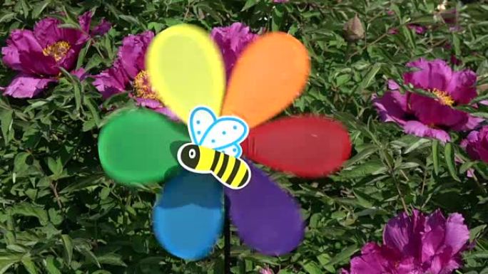 牡丹丛附近的彩色彩虹风车玩具，带蜜蜂图片，慢动作