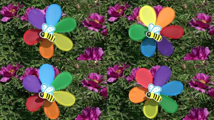 牡丹丛附近的彩色彩虹风车玩具，带蜜蜂图片，慢动作