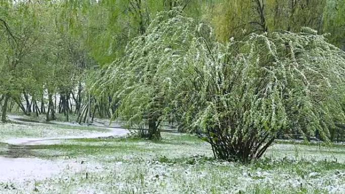 异常天气。春天，绿树上积雪。在绿草如茵的公园里飘落的雪。
