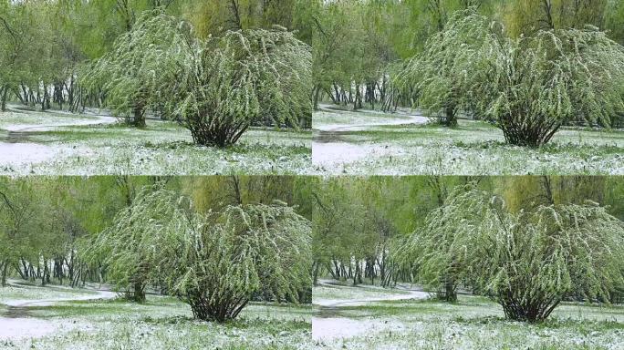 异常天气。春天，绿树上积雪。在绿草如茵的公园里飘落的雪。