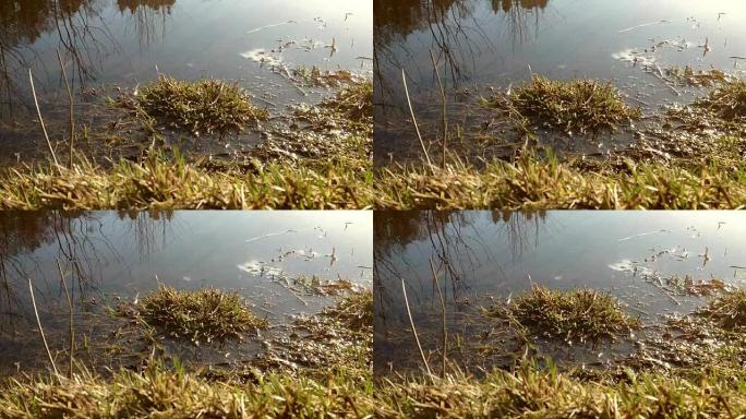 水下和水上的草。水中的反射线和树木。沼泽扫描，洪水，水运动