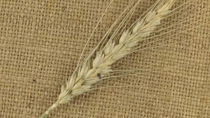 躺在麻布上的小麦小穗的旋转
