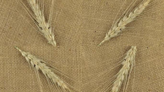 躺在麻布上的小麦小穗的旋转