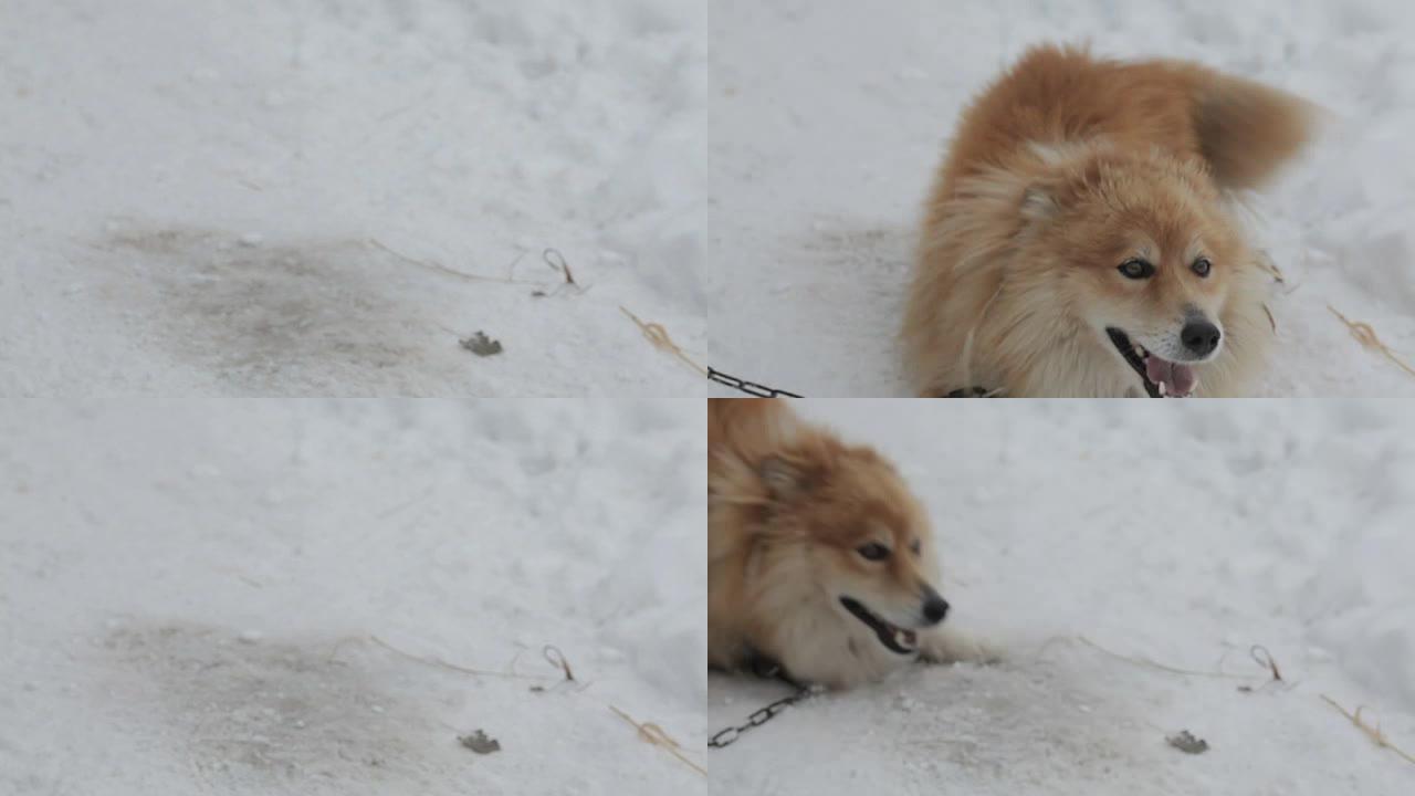 顽皮的狗在雪地上奔跑和跳跃，