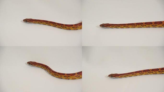 玉米蛇5