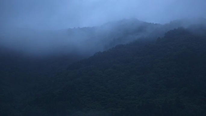暴雨过后，令人困扰的迷雾穿过针叶混交林。适度的时间流逝。