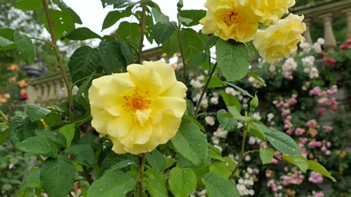 一朵盛开的黄玫瑰的特写镜头。