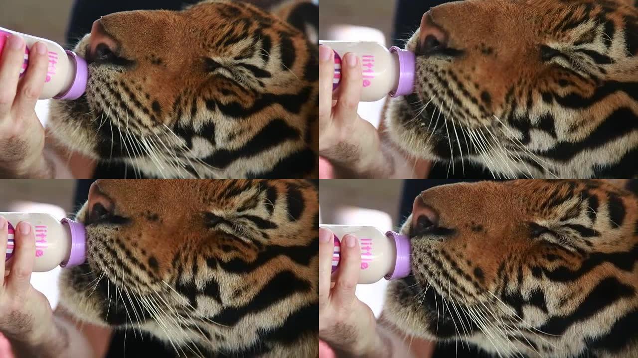 瓶喂老虎