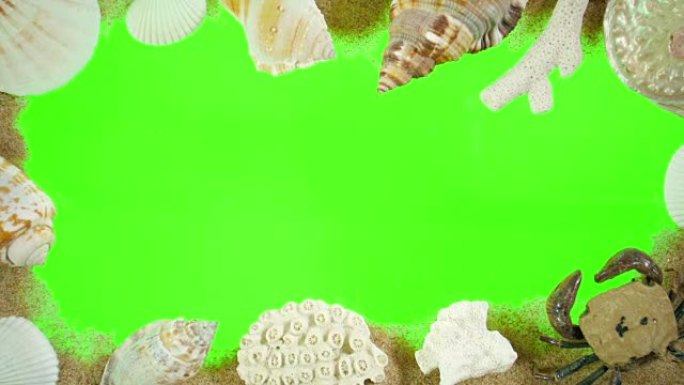 绿色屏幕上的贝壳和沙子