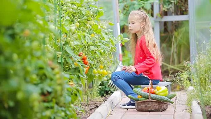 可爱的小女孩在温室里收集农作物黄瓜和西红柿。手里拿着红番茄的孩子的肖像