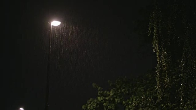 雨夜。孤独的灯柱和潮湿的树