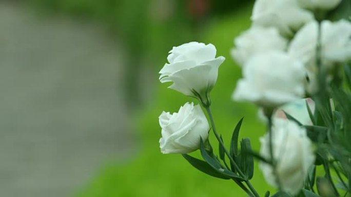 白玫瑰随风摇动