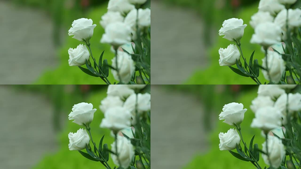 白玫瑰随风摇动