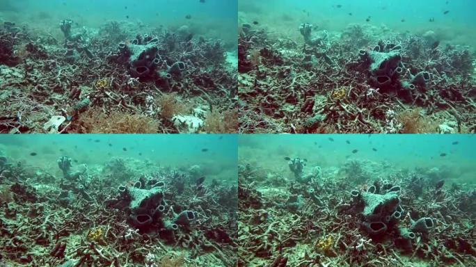 美丽多彩的硬和软珊瑚在海洋，印度尼西亚巴厘岛的水下。