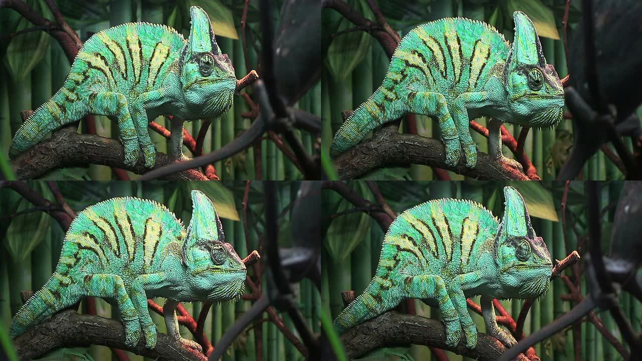 С hameleon坐在树上翻白眼