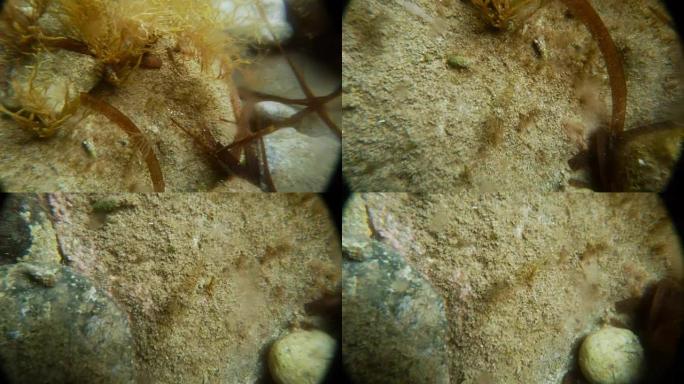 虾检查地中海水下藻类和石头之间的相机海岸