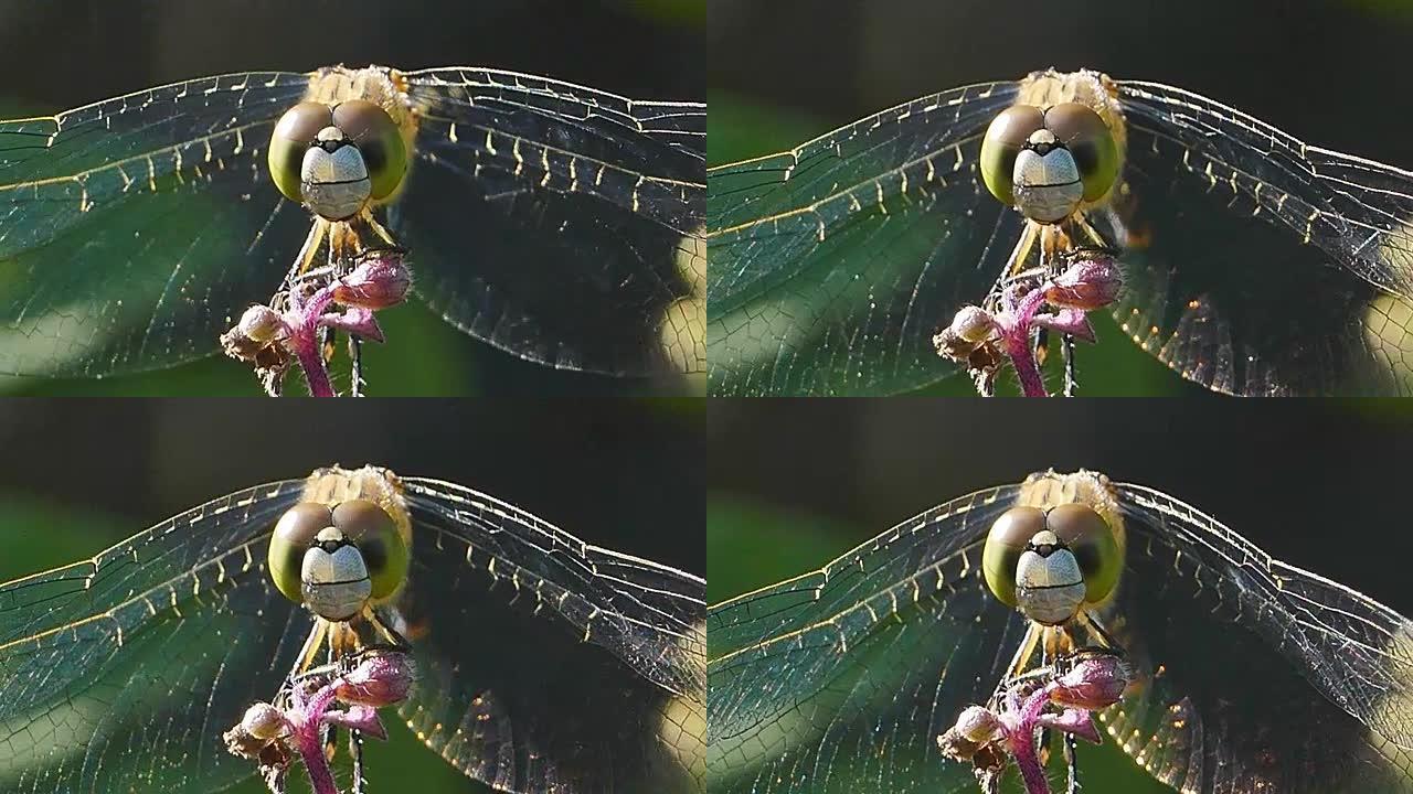 蜻蜓落在一朵花上。