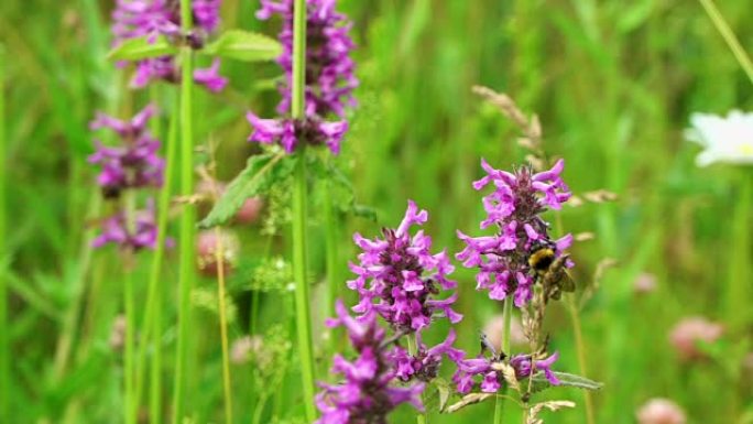 丹参野花在夏天的草地上，大黄蜂和蜜蜂收集蜂蜜特写。概念野性。慢动作